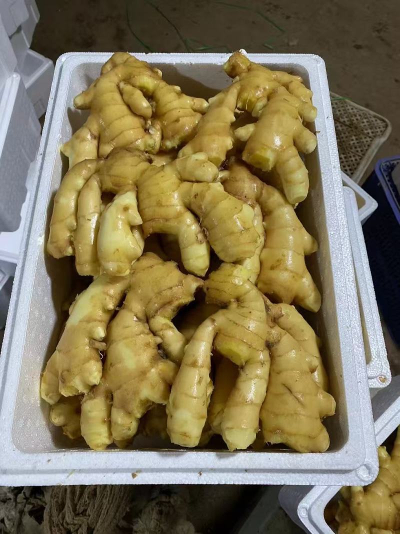大黄姜，小黄姜，姜巴，姜母，仔姜，山东生姜诚信经营