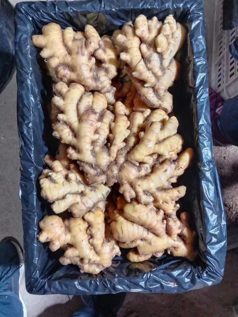 大黄姜，小黄姜，姜巴，姜母，仔姜，山东生姜诚信经营
