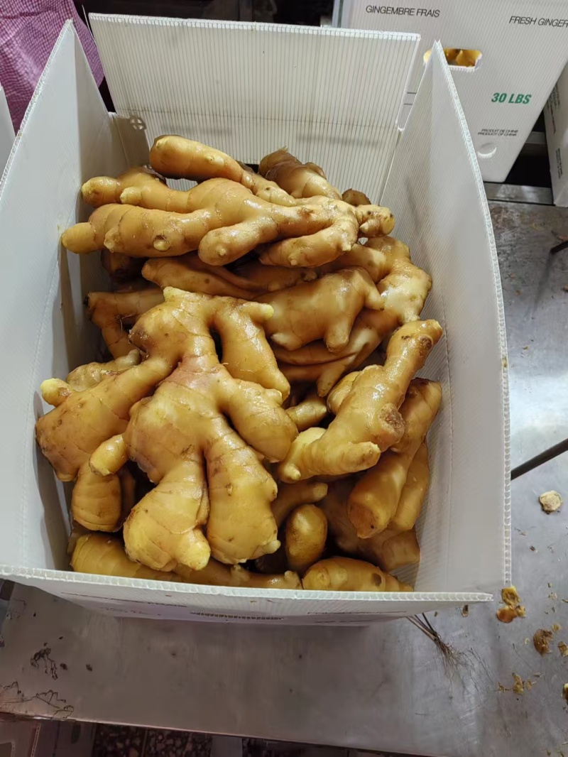 大黄姜，小黄姜，姜巴，姜母，仔姜，山东生姜诚信经营