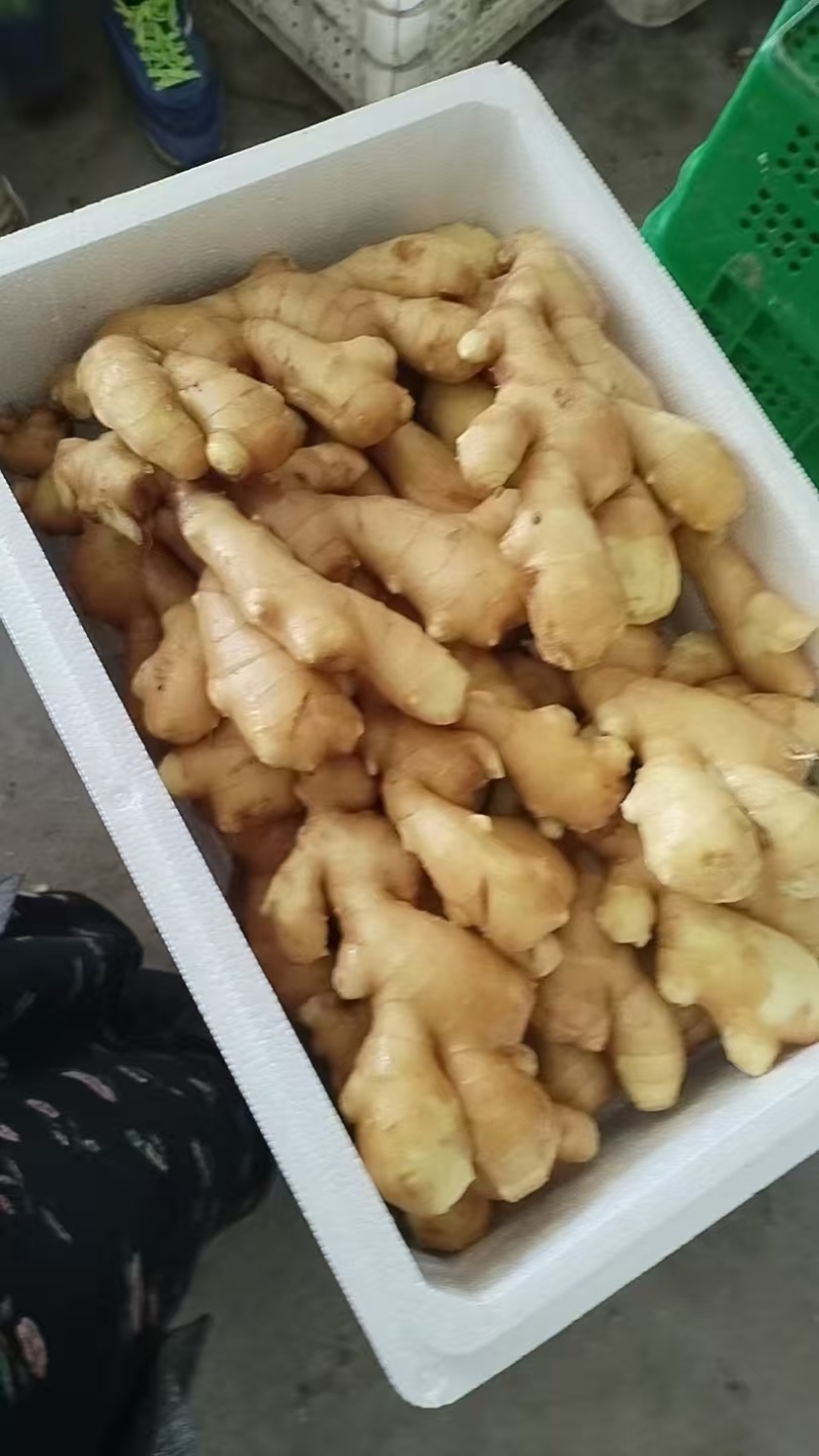 大黄姜，小黄姜，姜巴，姜母，仔姜，山东生姜诚信经营
