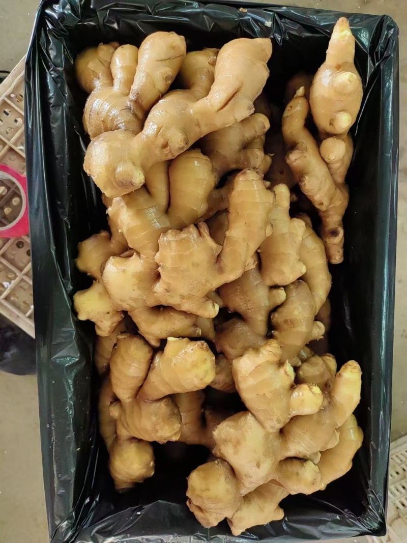 大黄姜，小黄姜，姜巴，姜母，仔姜，山东生姜诚信经营