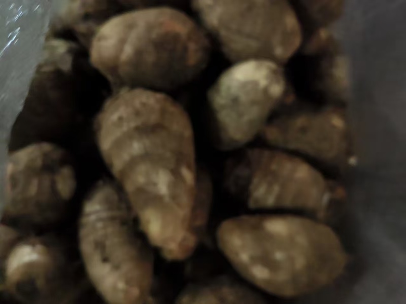 精品芋头，山东莒县芋头货量充足，毛芋头，粉糯牛奶小芋头