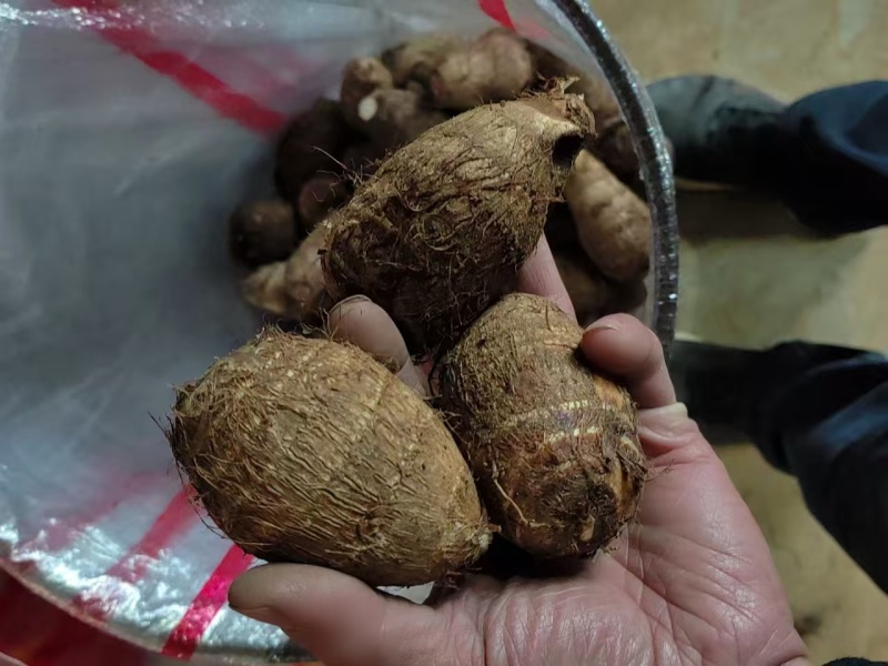 精品芋头，山东莒县芋头货量充足，毛芋头，粉糯牛奶小芋头