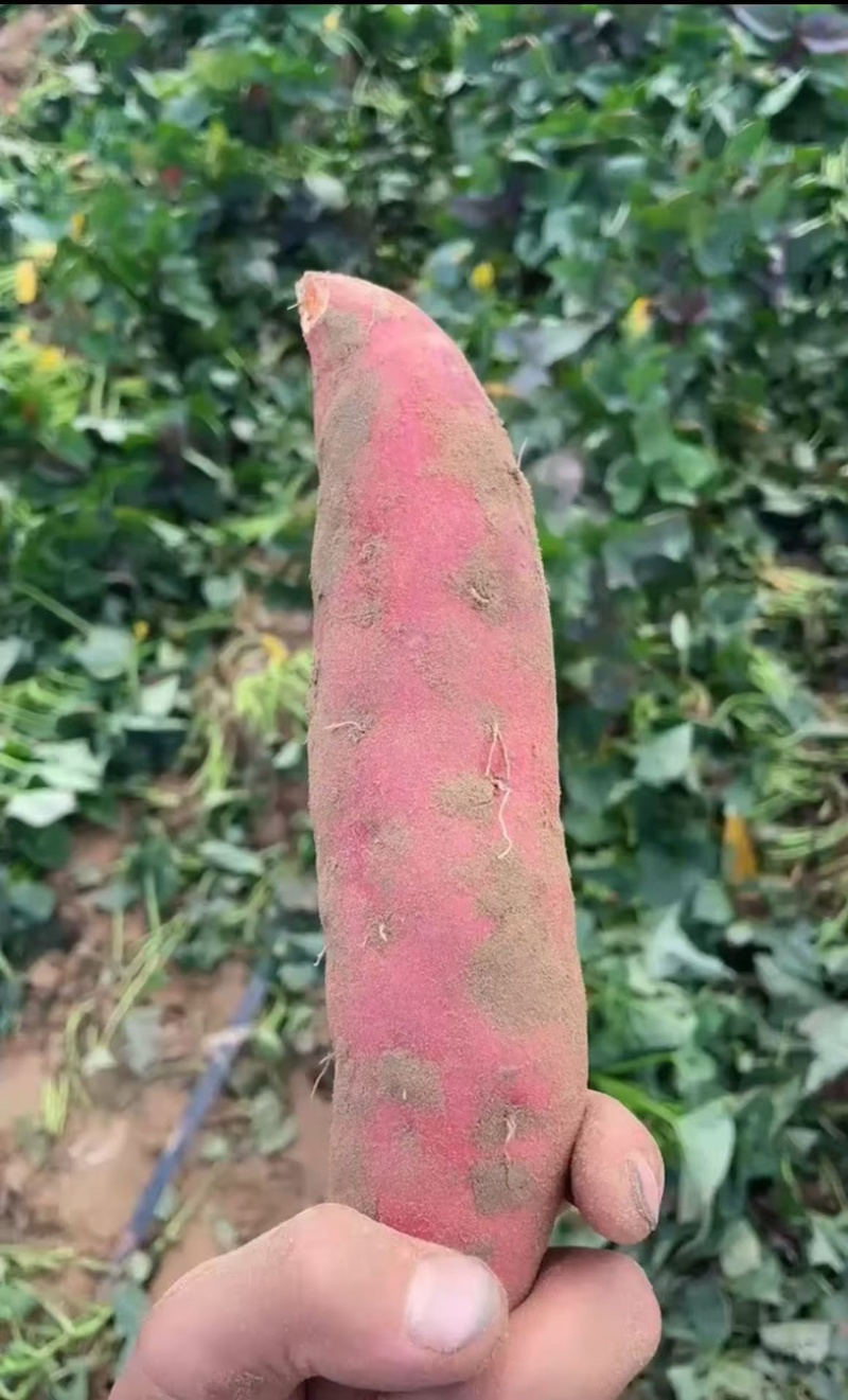 红薯，西瓜红红薯，河北红薯，自种600亩