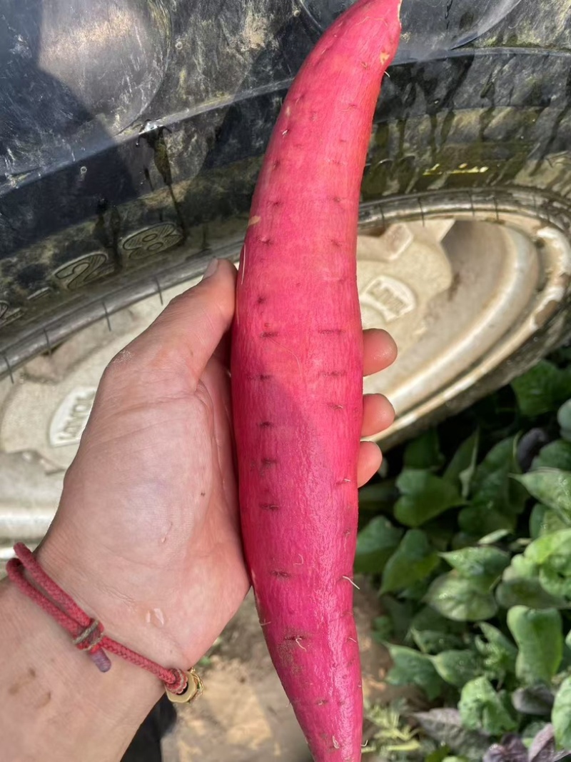 红薯，西瓜红红薯，河北红薯，自种600亩