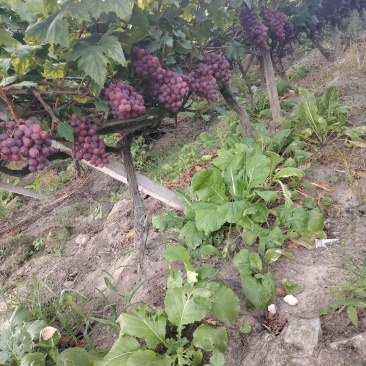 葡萄，大量红提葡萄，巨峰葡萄，