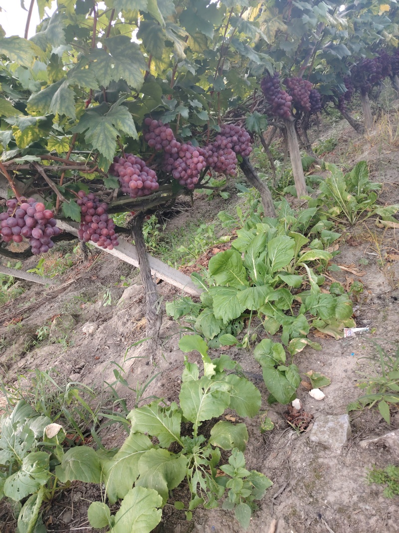 葡萄，大量红提葡萄，巨峰葡萄，