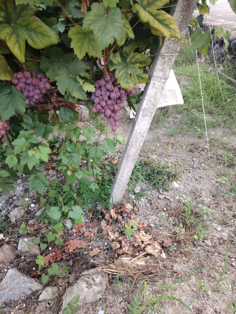 葡萄，大量红提葡萄，巨峰葡萄，