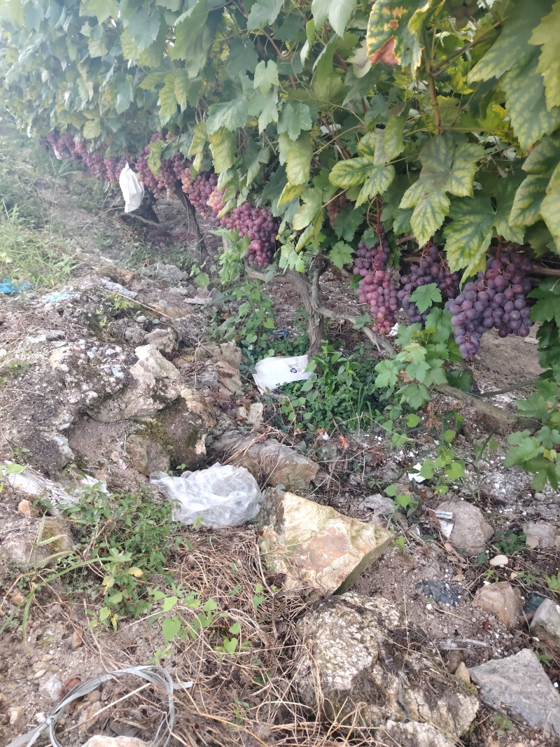 葡萄，大量红提葡萄，巨峰葡萄，