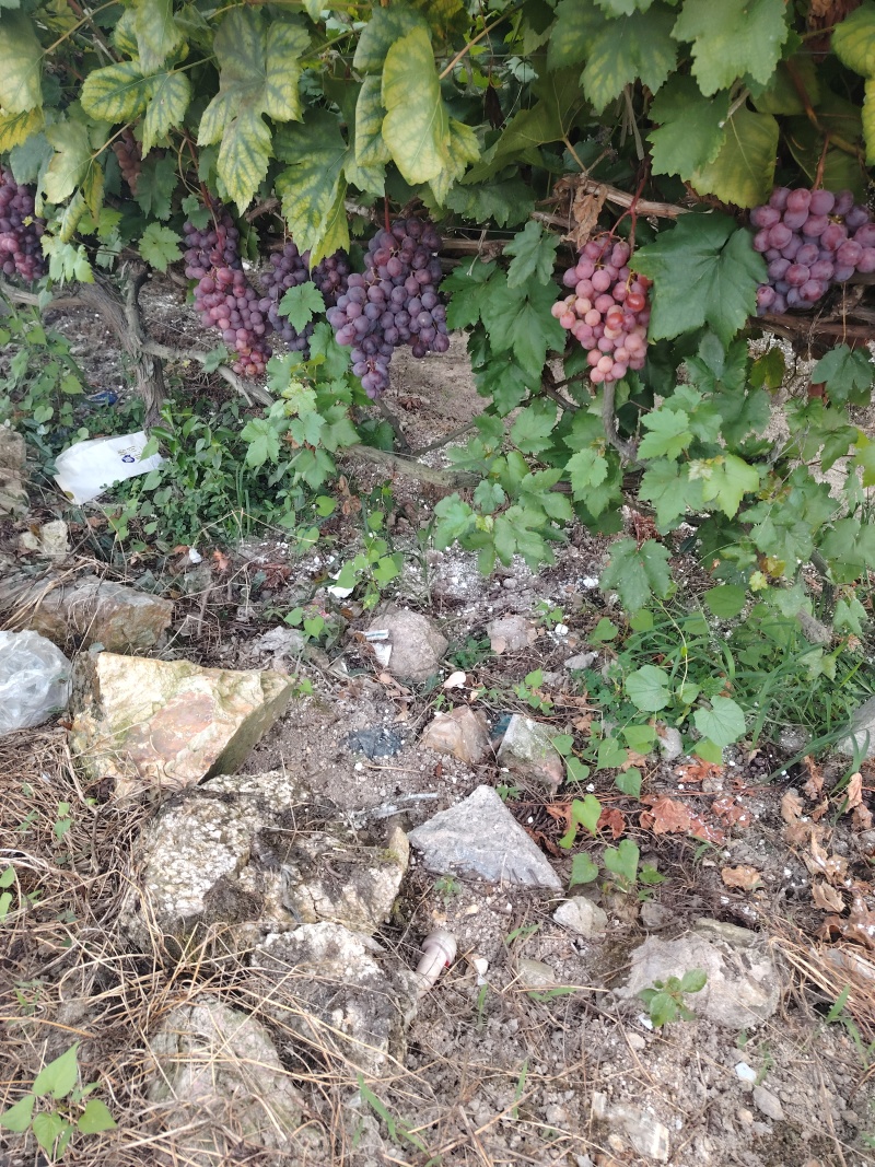葡萄，大量红提葡萄，巨峰葡萄，