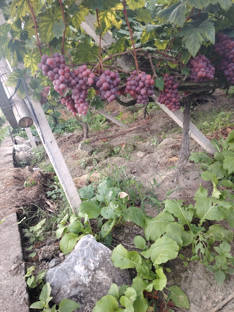 葡萄，大量红提葡萄，巨峰葡萄，