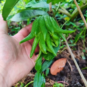 佛手果