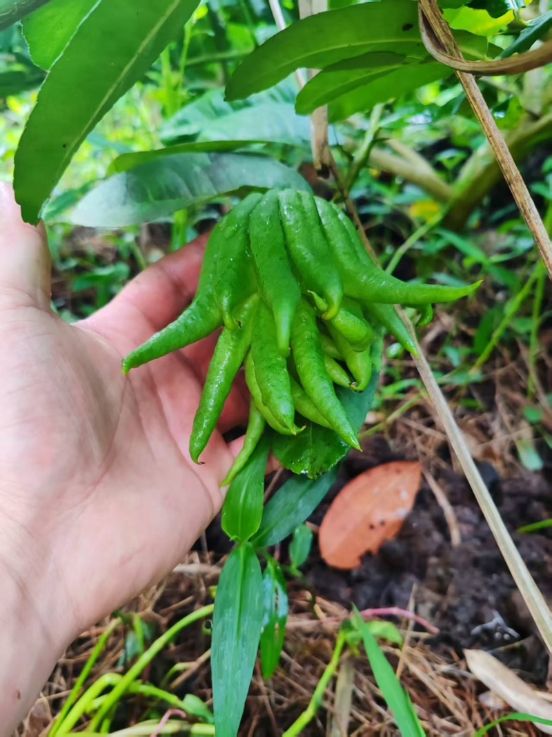 佛手果