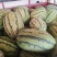 富硒金城五号西瓜大量上市