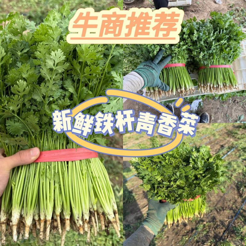 香菜山东香菜铁杆青香菜大量上市价格实惠商标品质