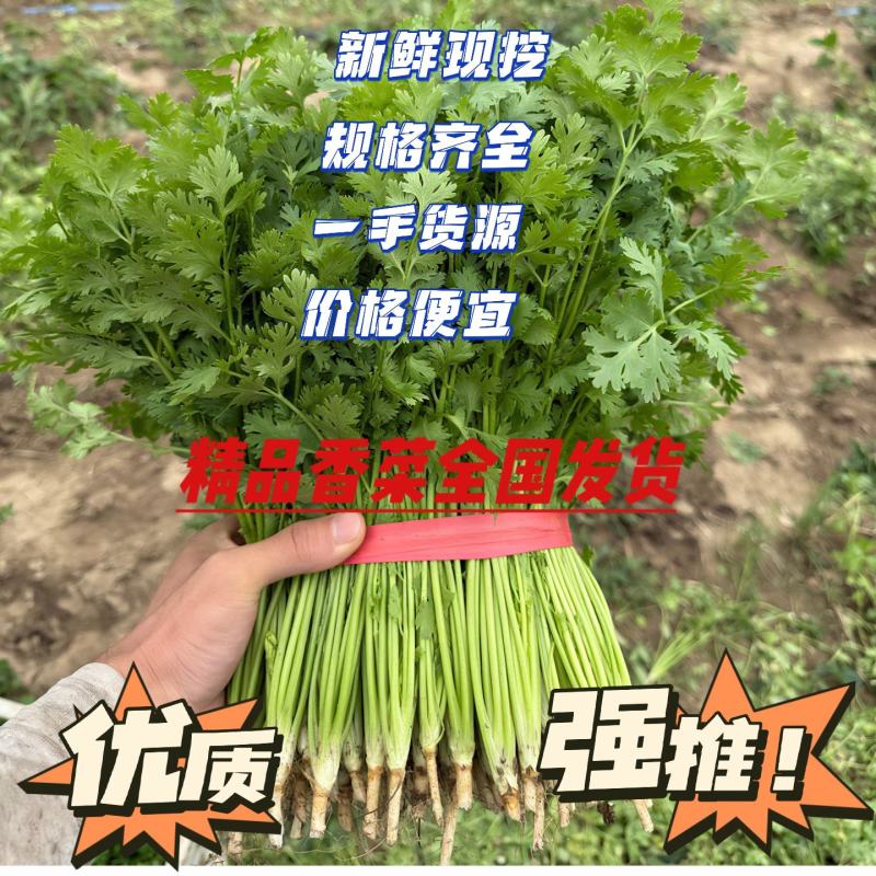 香菜山东香菜铁杆青香菜大量上市价格实惠商标品质