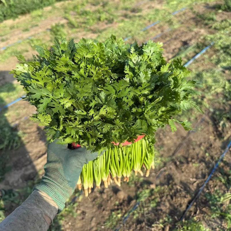 香菜山东香菜铁杆青香菜大量上市价格实惠商标品质