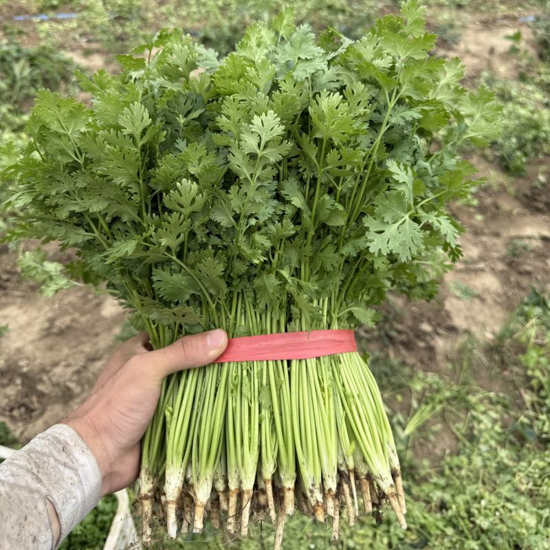香菜山东香菜铁杆青香菜大量上市价格实惠商标品质