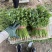 香菜山东香菜铁杆青香菜大量上市价格实惠商标品质