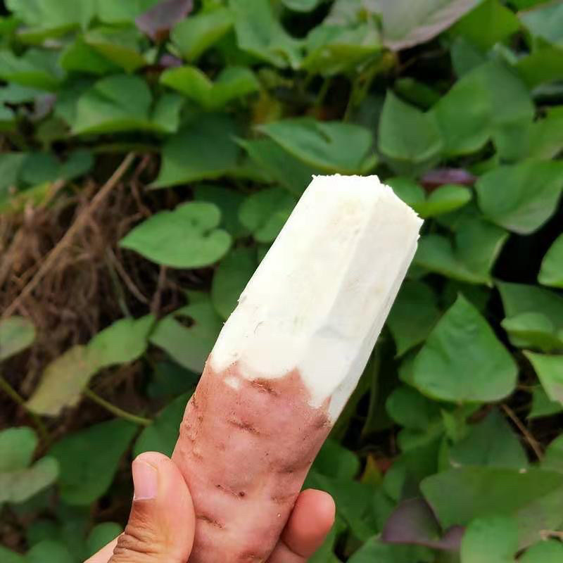 哈密白心红薯，口感甜，沙面甜，自种600亩