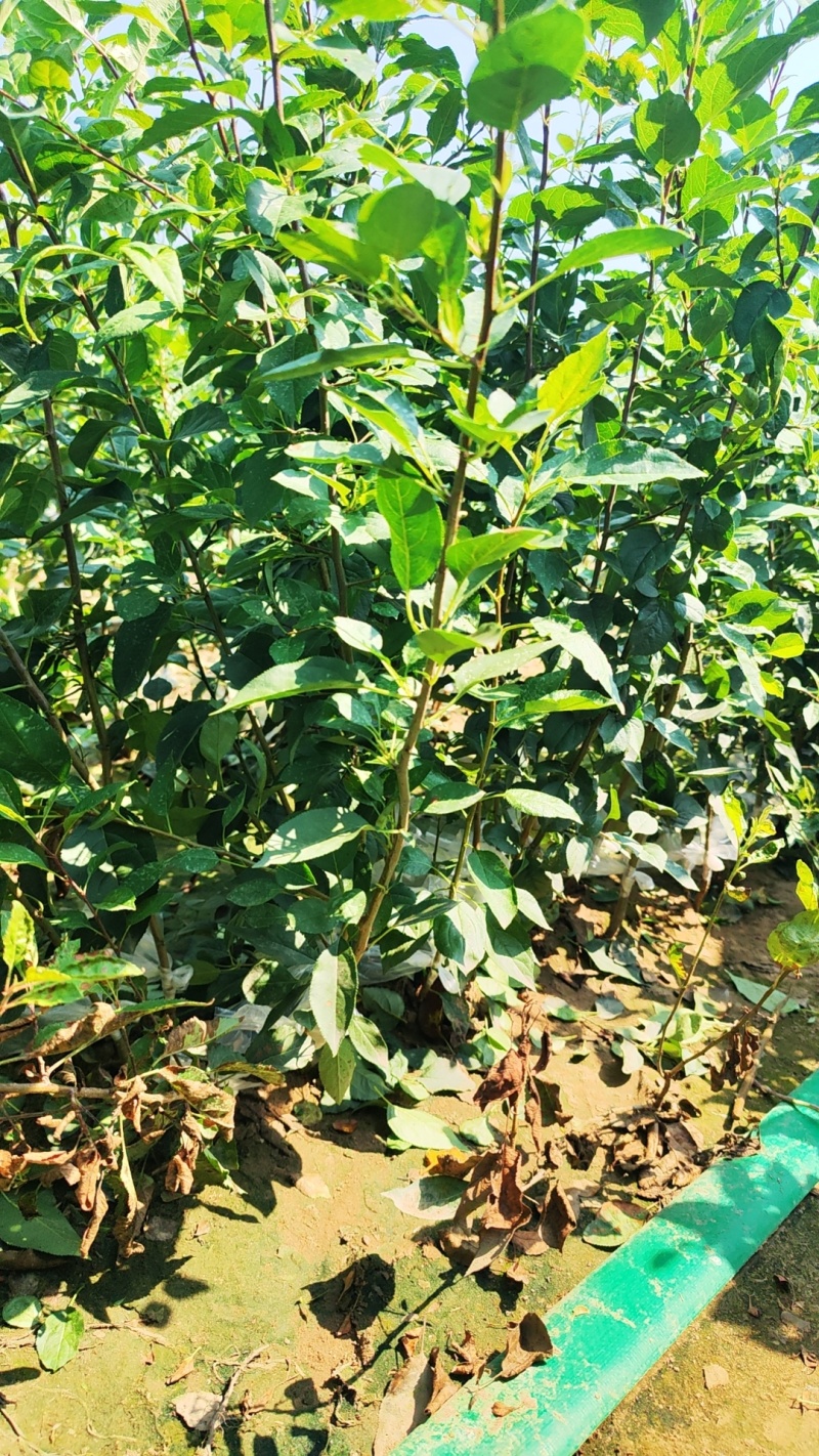 矮化中间砧苹果树苗，两刀苹果树苗，矮化中间砧王林苹果树苗