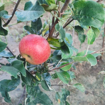 矮化中间砧苹果树苗，两刀苹果树苗，矮化中间砧王林苹果树苗