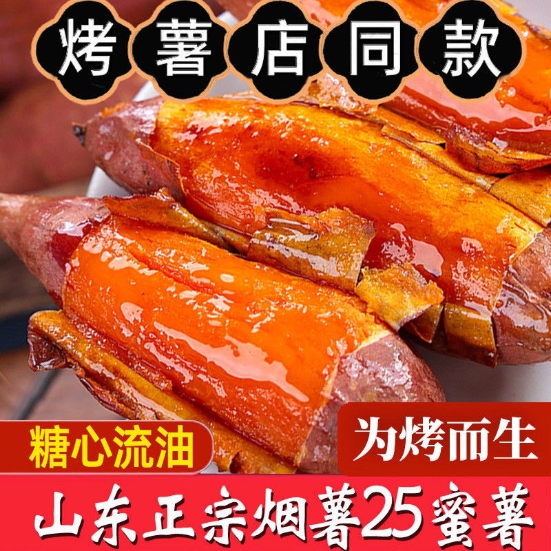 沙地烟薯，河北红薯，河北烟薯25，产区600亩