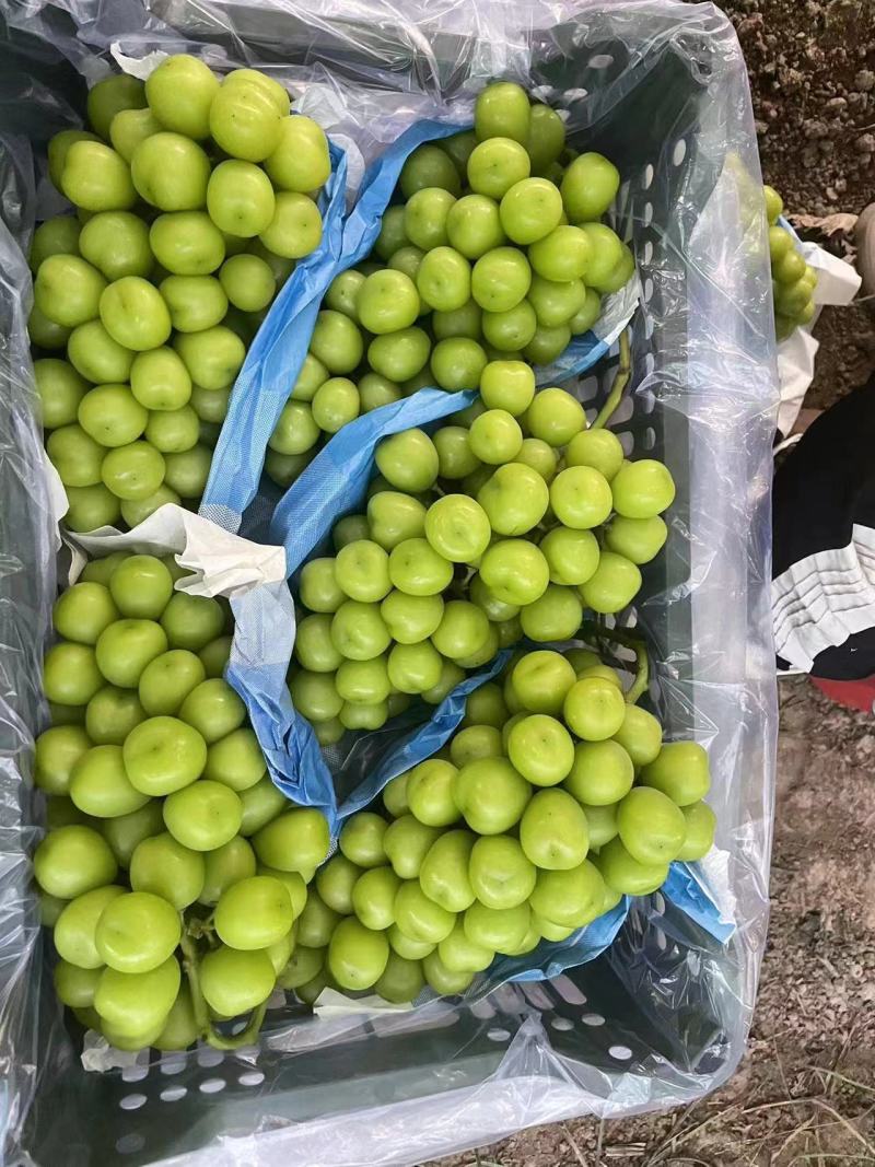 《阳光玫瑰》陕西渭南阳光玫瑰/产地精品货源/全国整车批发