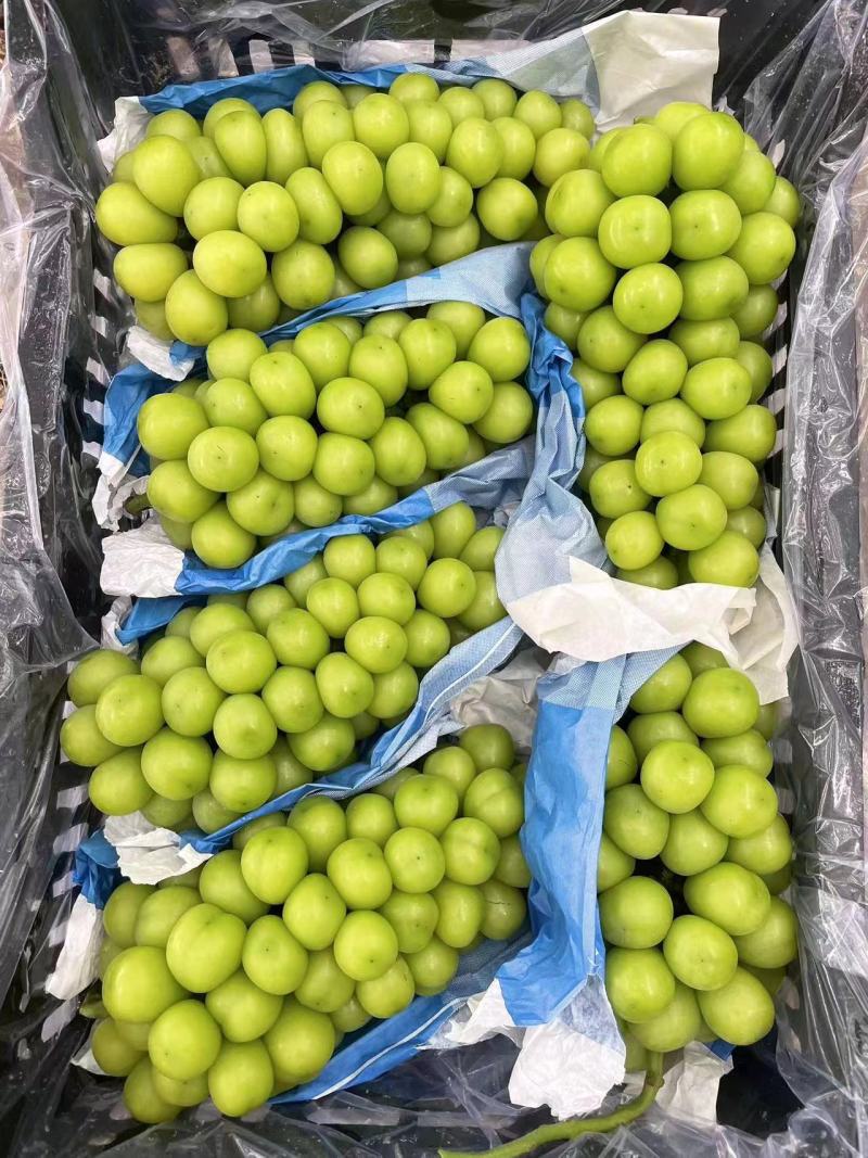 《阳光玫瑰》陕西渭南阳光玫瑰/产地精品货源/全国整车批发