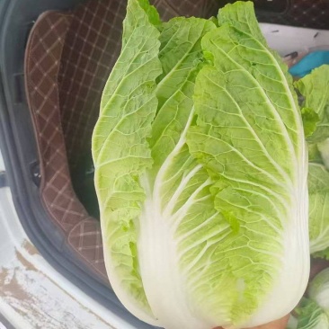 黄心大白菜宁夏特产质量你放心保证让你挣个好钱