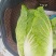 黄心大白菜宁夏特产质量你放心保证让你挣个好钱