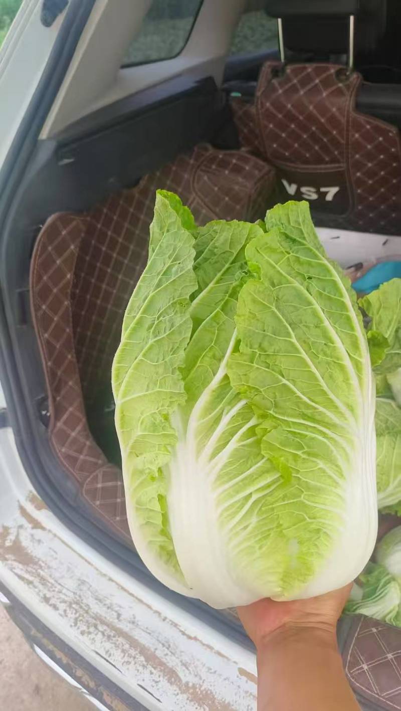 黄心大白菜宁夏特产质量你放心保证让你挣个好钱