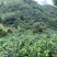 高山茶叶