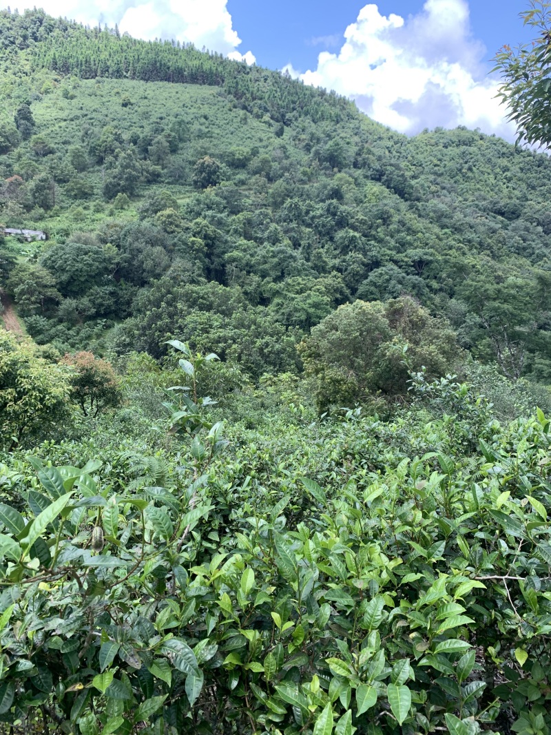 高山茶叶