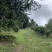 高山茶叶
