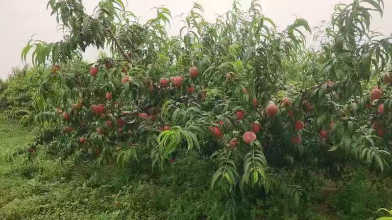酒红离核毛桃