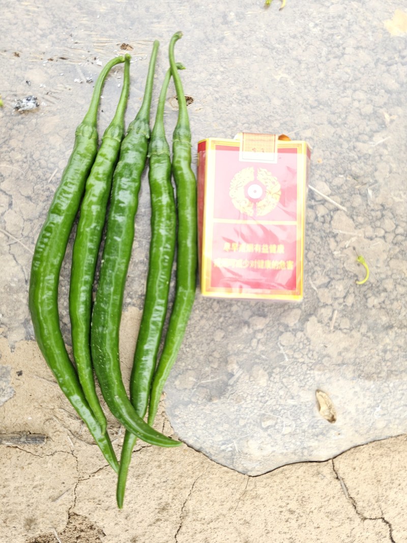 精品黑线椒3号，现已成熟，自己的货地头价，可随时采摘。