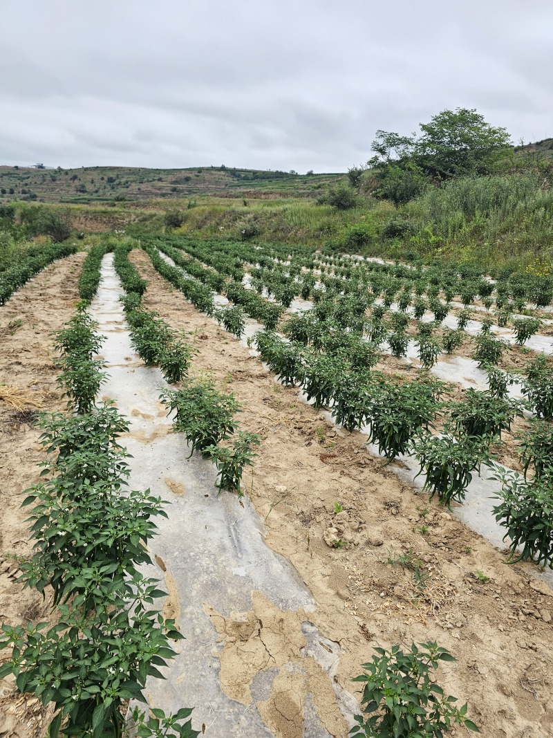 精品黑线椒3号，现已成熟，自己的货地头价，可随时采摘。