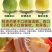 可一件代发新鲜奶油白心芭乐番石榴当季软糯甜