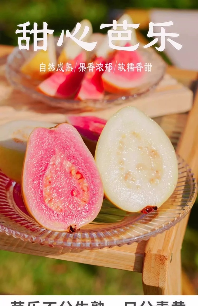 可一件代发新鲜奶油白心芭乐番石榴当季软糯甜
