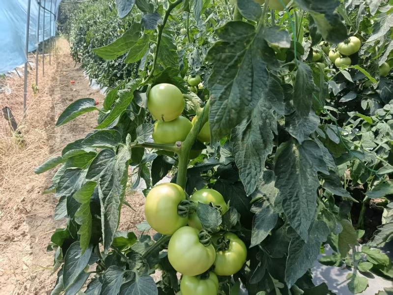【推荐】硬粉西红柿供应市场商超电商一手货源量大价优