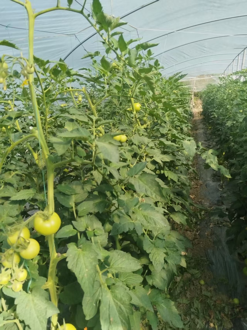 【推荐】硬粉西红柿供应市场商超电商一手货源量大价优