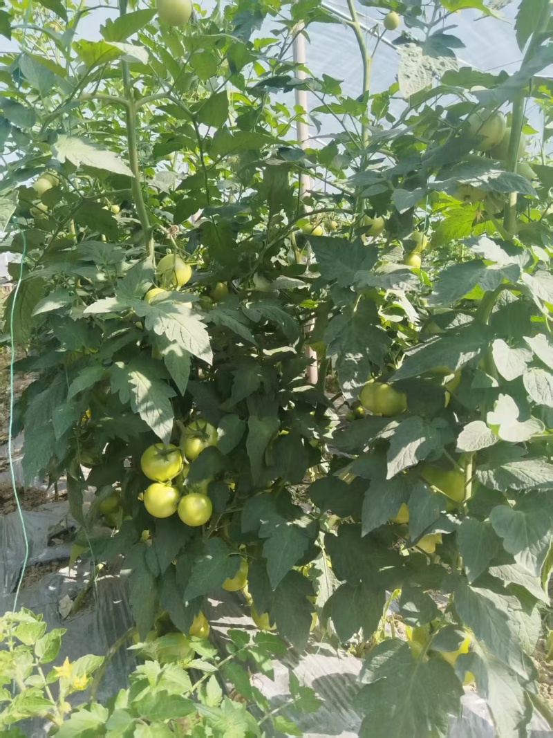 【推荐】硬粉西红柿供应市场商超电商一手货源量大价优