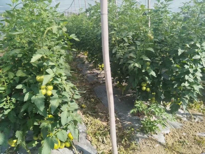 【推荐】硬粉西红柿供应市场商超电商一手货源量大价优