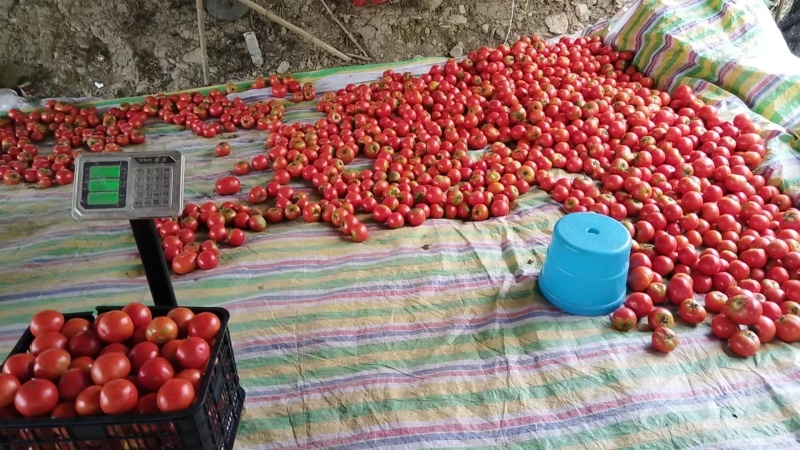 【推荐】硬粉西红柿供应市场商超电商一手货源量大价优