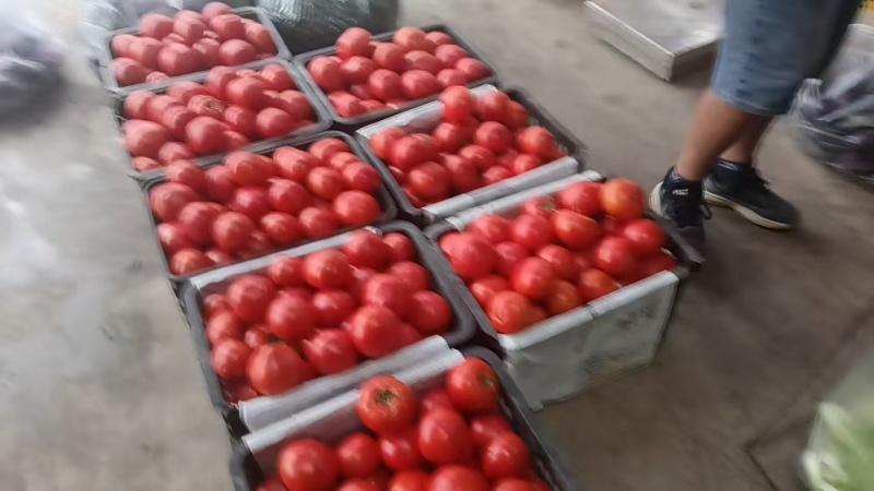 【推荐】硬粉西红柿供应市场商超电商一手货源量大价优