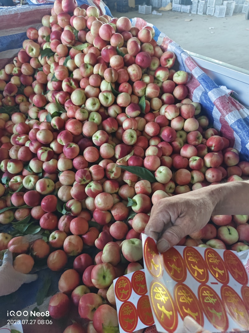 山西临猗中油20大量供应中，产地批发/欢迎来电