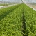 芹菜精品香芹辽宁产地直发新货价格优对接全国欢迎联系