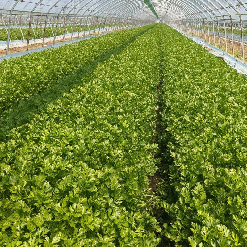 芹菜精品香芹辽宁产地直发新货价格优对接全国欢迎联系