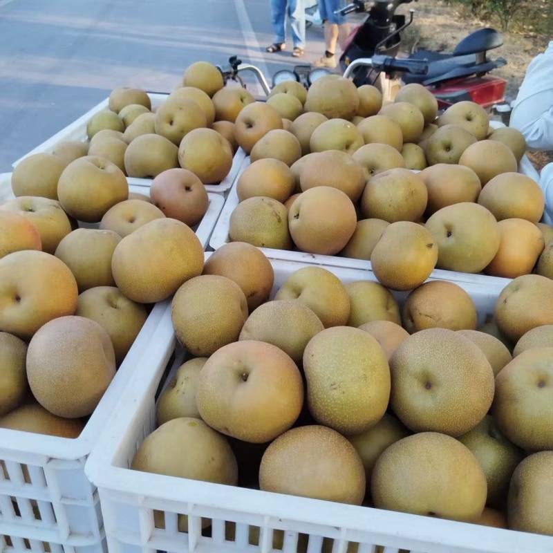 圆黄梨砀山产区直发保质保量供货对接全国